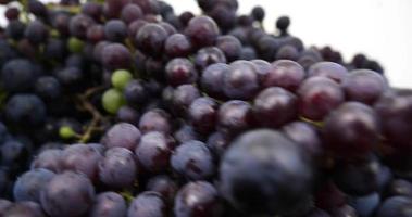 uvas de bayas de color azul oscuro para el vino de cerca. material de archivo 4k de alta calidad video