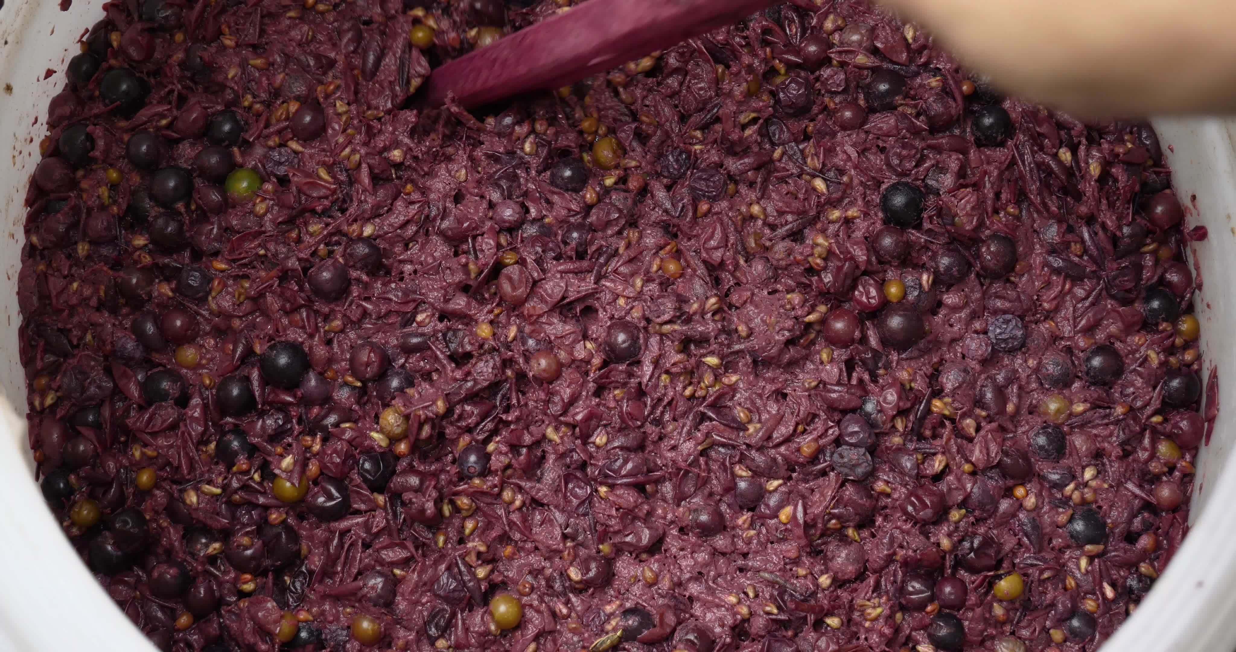 process fermentation grapes of red wine in a barrel. High quality 4k