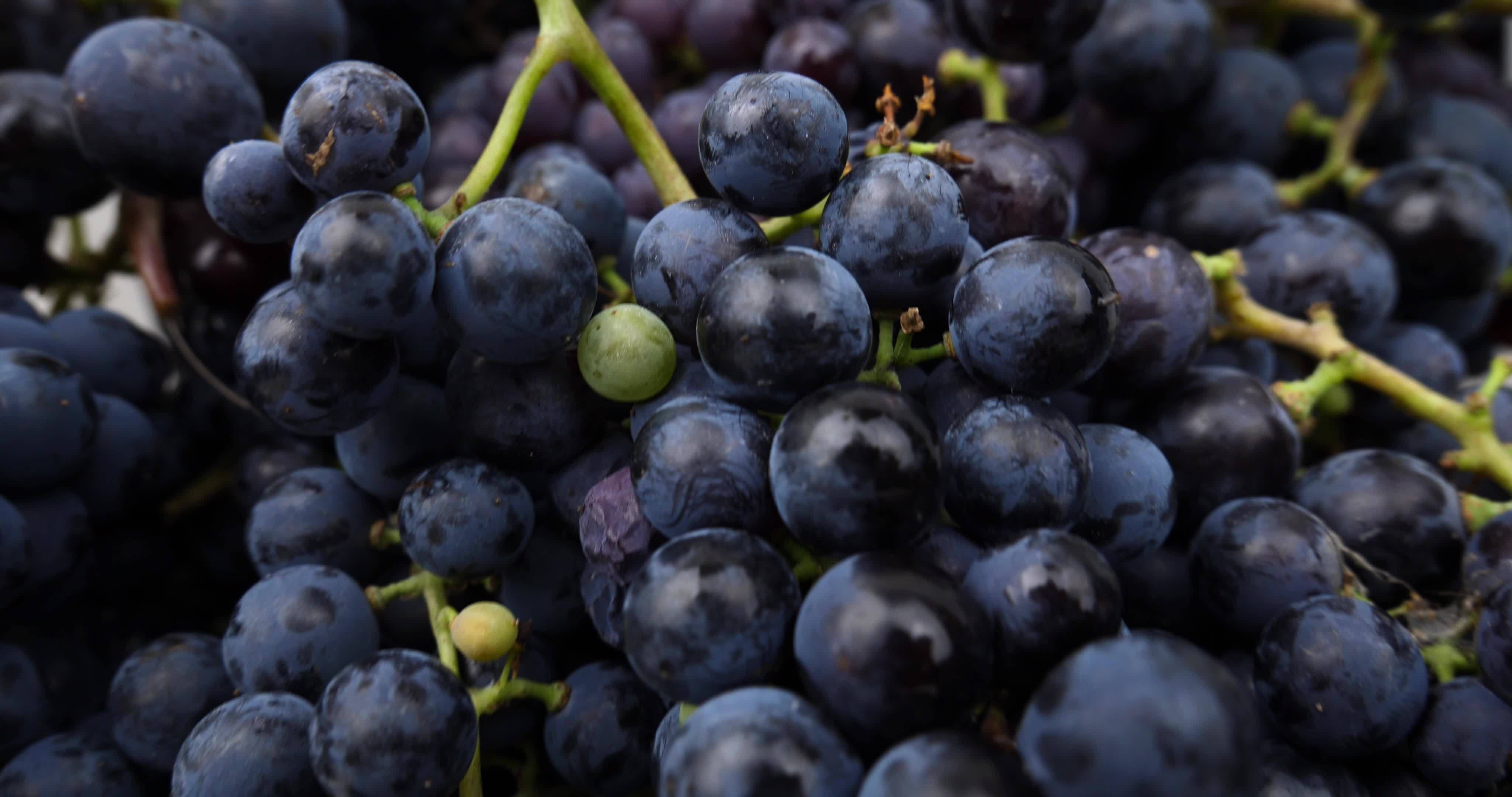fresh dark blue grapes closeup. High quality 4k footage 16630905 Stock