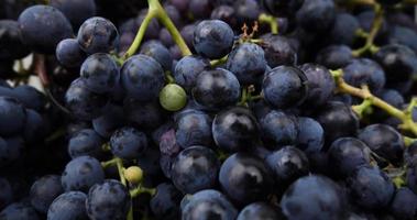 primer plano de uvas frescas de color azul oscuro. material de archivo 4k de alta calidad video