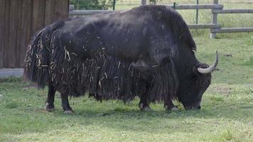 Schwarzes Hausyak einer Weide. bos grunniens und bos mutus video