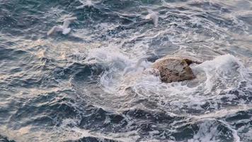 Seagulls are flying near small cliff rock in the sea near the coast, nature footage 4k. video