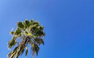 Tropical natural palm tree coconuts blue sky in Mexico. photo