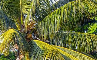 Tropical natural palm tree coconuts blue sky in Mexico. photo