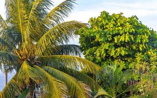 Tropical natural palm tree coconuts blue sky in Mexico. photo