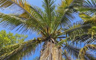 Tropical natural palm tree coconuts blue sky in Mexico. photo