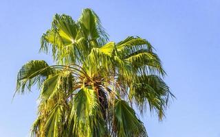 palmeras naturales tropicales cocos cielo azul en méxico. foto