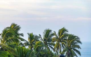 Tropical natural palm tree coconuts blue sky in Mexico. photo