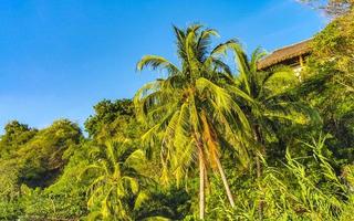 palmeras naturales tropicales cocos cielo azul en méxico. foto