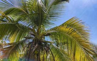 Tropical natural palm tree coconuts blue sky in Mexico. photo