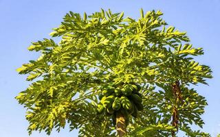 Beautiful papaya tree in tropical nature in Puerto Escondido Mexico. photo