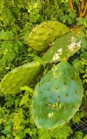 cactus tropicales cactus plantas selva natural puerto escondido mexico. foto