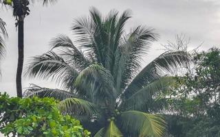 Tropical natural palm tree coconuts blue sky in Mexico. photo