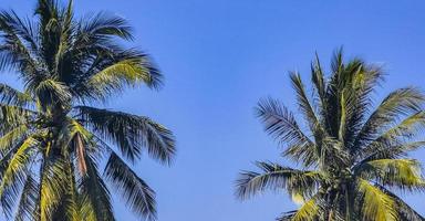 Tropical natural palm tree coconuts blue sky in Mexico. photo