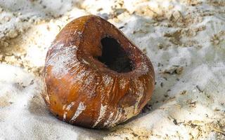 Old fallen coconut lies on the beach and rots away. photo