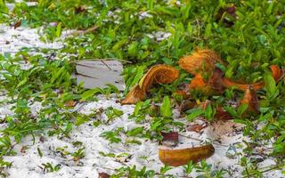 Old fallen coconut lies on the beach and rots away. photo