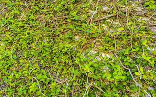 Wall completely full of tropical climbing plants in Mexico. photo