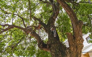 Grey squirrel climbing tree in Puerto Escondido Mexico. photo