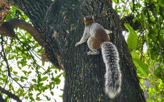 Grey squirrel climbing tree in Puerto Escondido Mexico. photo