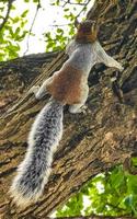 Grey squirrel climbing tree in Puerto Escondido Mexico. photo