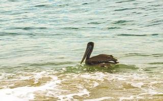 pájaro pelícano pájaros nadan en olas de agua puerto escondido mexico. foto