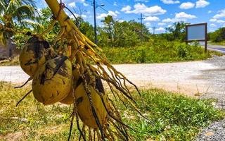 cocos amarillos colgando del puesto en la naturaleza tropical de méxico. foto