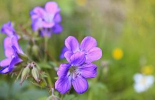 Beautiful meadow flower, purple geranium. Summer landscape in Hemsedal, Norway. photo