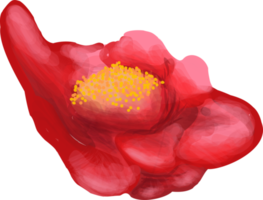 begônia flor vermelha perene png