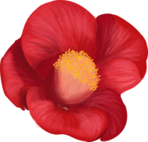 begonia siempre floreciente flor roja png