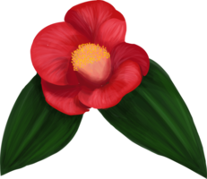 Begonia everblooming red flower png