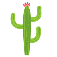 Cactus with flowers png