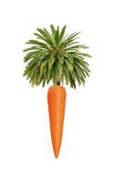 imagen publicitaria de palma y zanahoria foto
