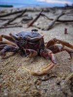 cadáveres de cangrejos muertos en la playa foto