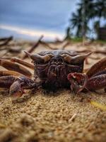 cadáveres de cangrejos muertos en la playa foto