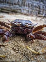 Dead crab carcasses on the beach photo