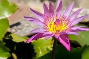 Day-Blooming Tropical Waterlily-Light orange lotus flower in the pond and lotus leaf in green background on a sunny day on a hot summer afternoon. but cool by nature