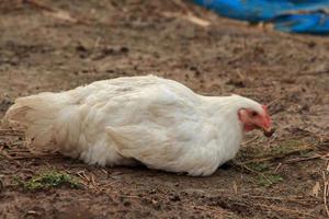 los pollos de engorde blancos descansan y buscan alimentos como gusanos e insectos y las comidas preparadas que los granjeros crían son orgánicas y no tóxicas. foto