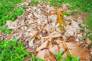 un montón de hojas de plátano que se han dejado secar de hojas verdes se vuelven marrones, en el suelo. foto