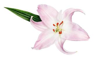 Pink lily flower with green leaf isolated on white background photo