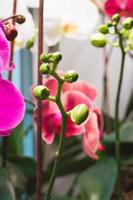 Phalaenopsis orchids ready to bloom, Moth Orchids flowerbuds under artificial light in winter photo