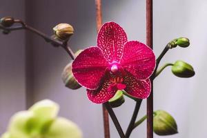 kimono phalaenopsis orquídea que florece bajo la lámpara en invierno