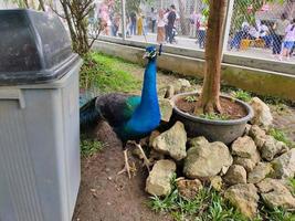 pavo real con hermosas plumas azules foto