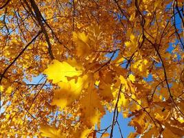 Autumn yellow oak leaves against the blue sky. photo