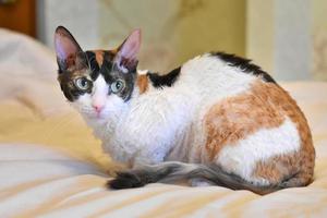 Adorable curly cat Ural Rex sits on the bed and looks with green eyes. photo