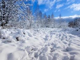 Snow-covered path among the trees in the wild forest. Winter forest. photo