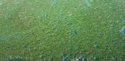 A green scum of algae on the water texture with fine ice. photo