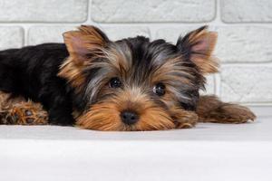 A Yorkshire Terrier puppy is lying asleep and looking at the camera. photo