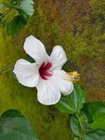 una hermosa flor de zapatos en el jardín, en indonesio la llamamos bunga sepatu foto