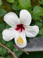 una hermosa flor de zapatos en el jardín, en indonesio la llamamos bunga sepatu foto