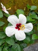 una hermosa flor de zapatos en el jardín, en indonesio la llamamos bunga sepatu foto